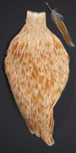 Indian Cock Neck